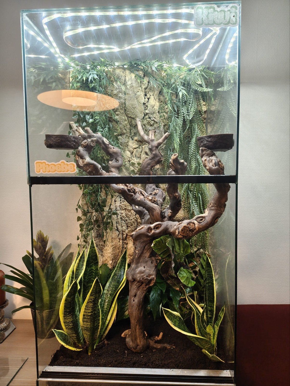 Terrarium en achterwand, Ophalen, Zo goed als nieuw, Terrarium of Paludarium