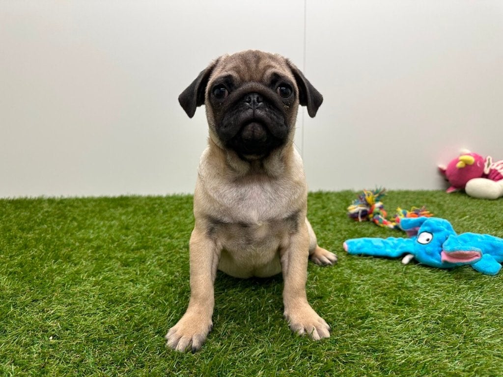 Mopshond pups