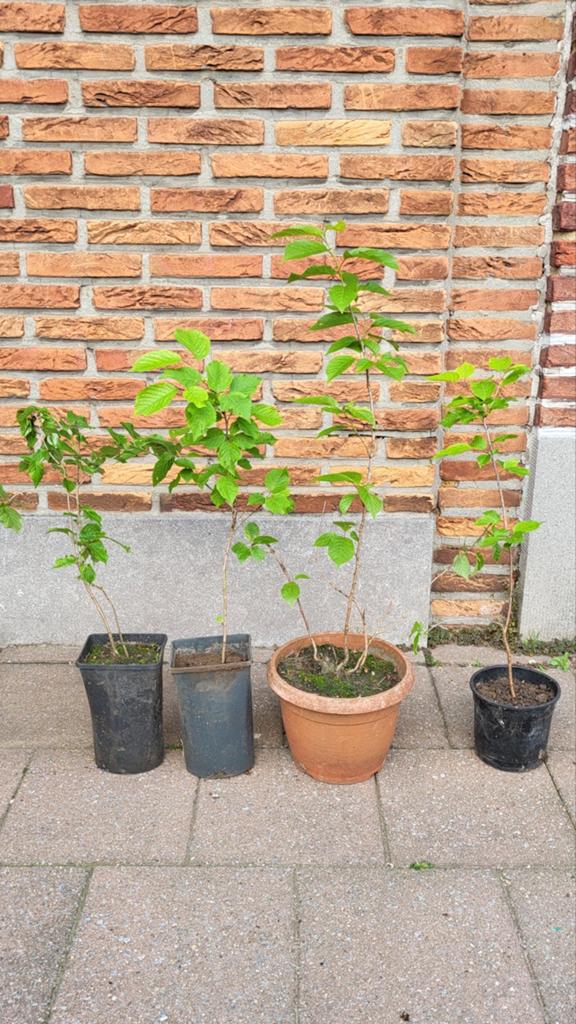 Kerzenbomen (per stuk voor 10 euro), Tuin en Terras, Planten | Fruitbomen, Ophalen