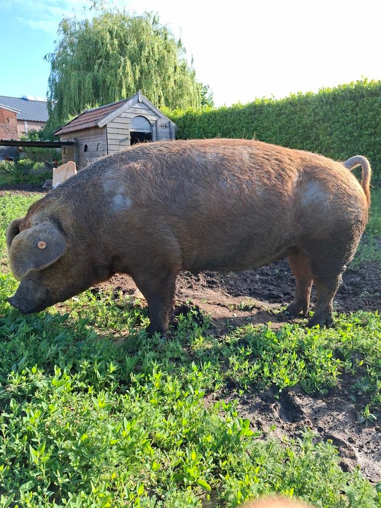 Duroc zeug