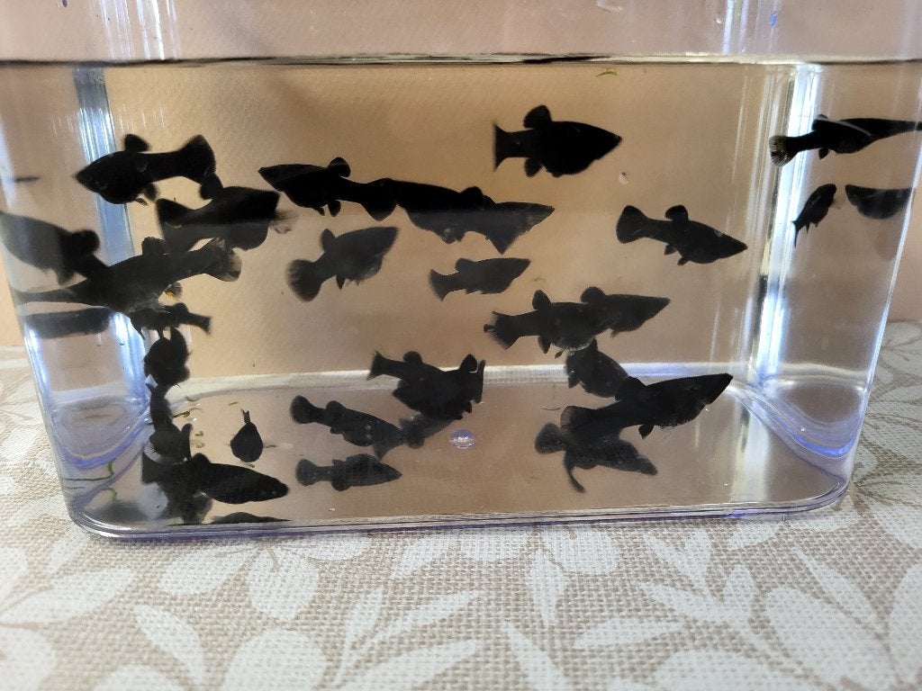 Black Molly's, Dieren en Toebehoren, Vis, Zoetwatervis, Schoolvis