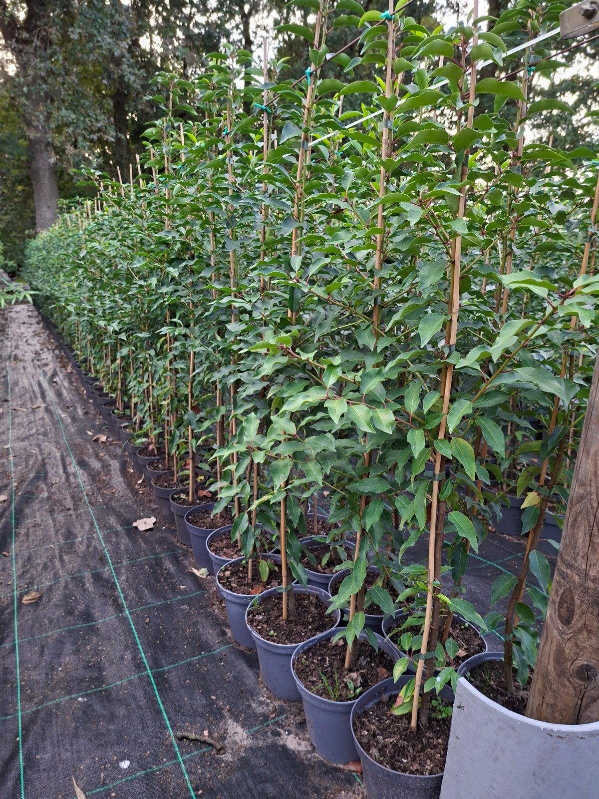 prunus lusitanica haag., Ophalen, Laurier, Haag