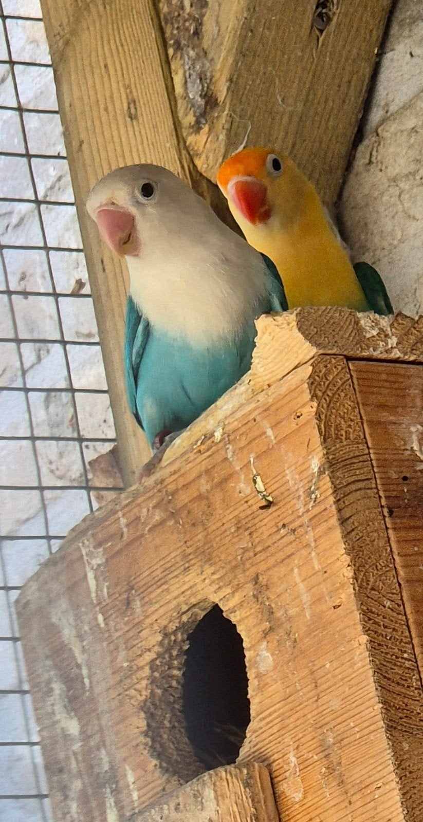 Bleu opalin Fischeri, Plusieurs animaux, Perroquet nain ou Inséparable, Bagué