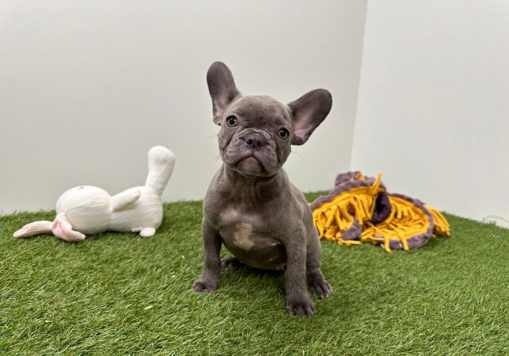 Chiots Bouledogue Français