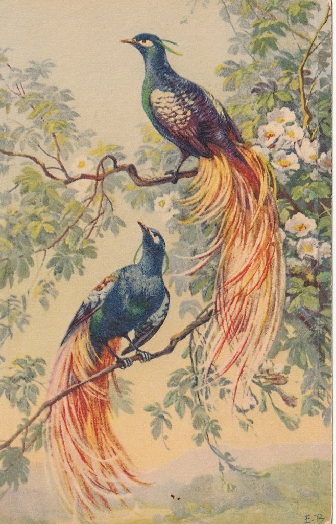 PARADIJSVOGELS, Verzamelen, Postkaarten | Dieren, Ophalen of Verzenden, Ongelopen, Vogel