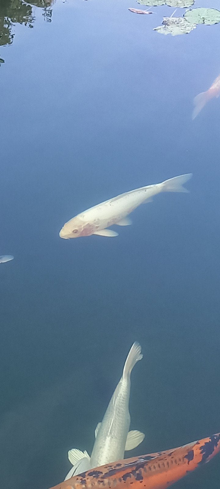 koi, Dieren en Toebehoren, Vissen | Vijvervissen