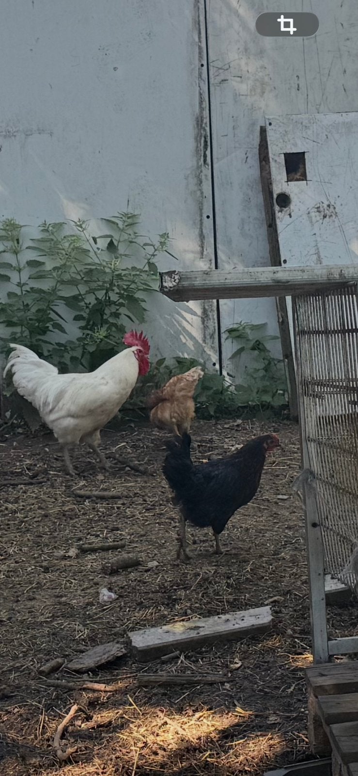 Legkippen te koop, Dieren en Toebehoren, Pluimvee