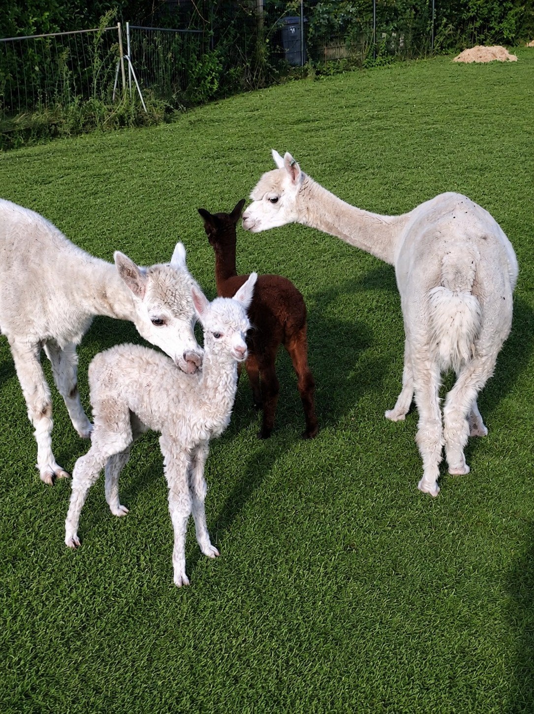 Alpaca merries met vrouwelijke cria aan de voet, Dieren en Toebehoren, September, Vrouwelijk