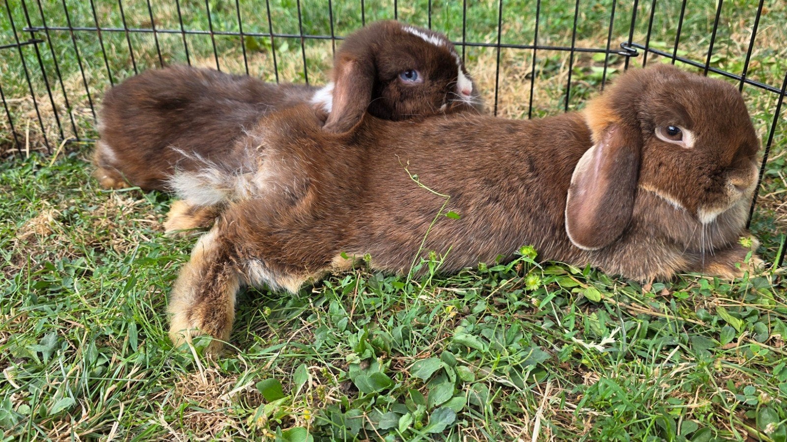 infirmières minilop, Animaux & Accessoires, Femelle, Nain, Oreilles tombantes, 0 à 2 ans