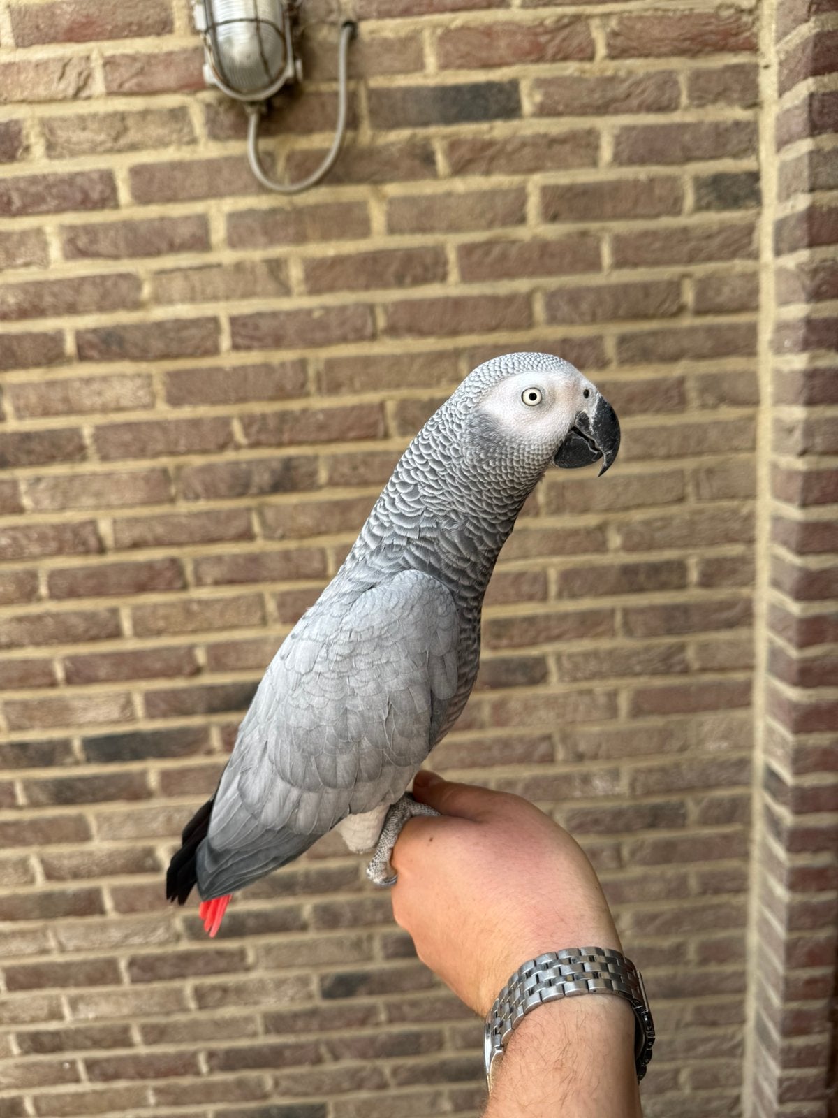 Handtamme grijze roodstaart pop, Dieren en Toebehoren