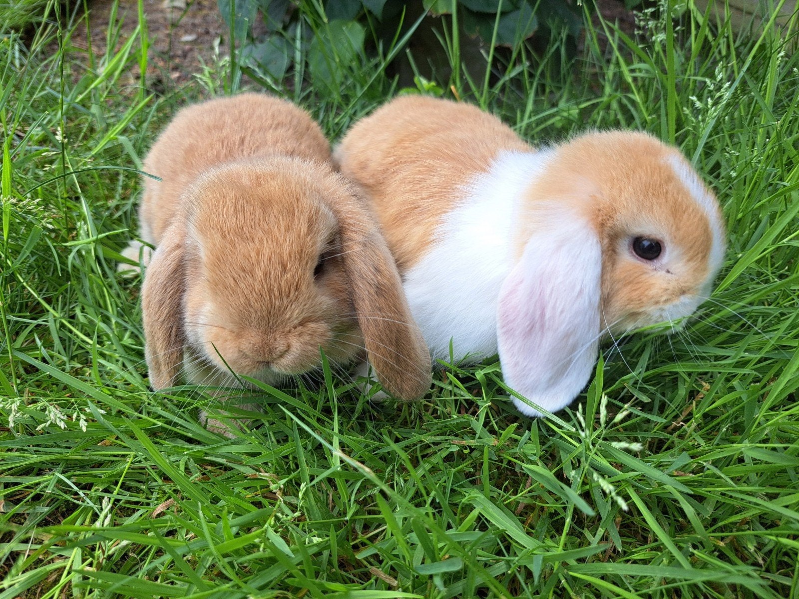 Nederlandse Hangoordwerg - Koppetje fawn en fawn witoor, Dieren en Toebehoren, Konijnen, Meerdere dieren, Dwerg, Hangoor, 0 tot 2 jaar