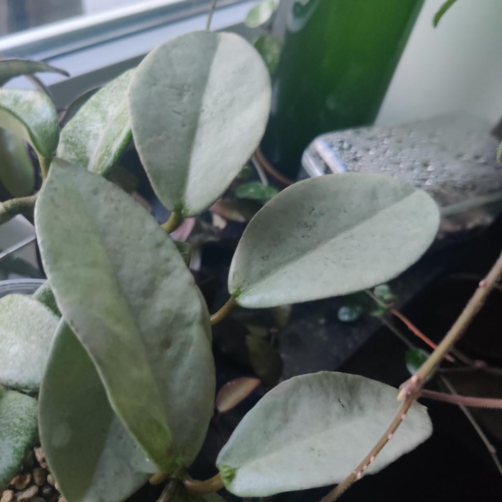 Hoya nova ghost cutting, Ophalen of Verzenden