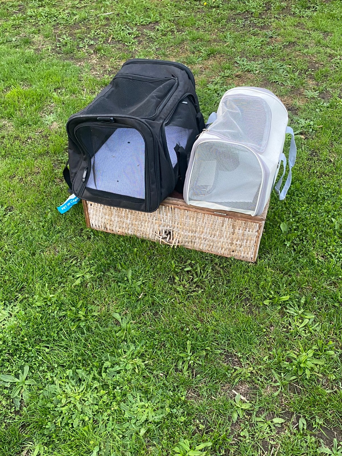 kat en duif transporteur