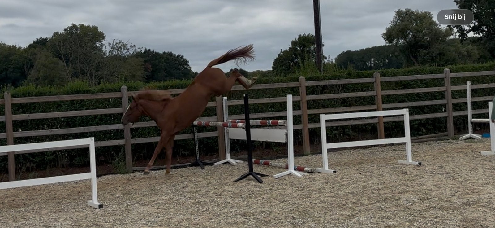 2 jarige springmerrie, Merrie