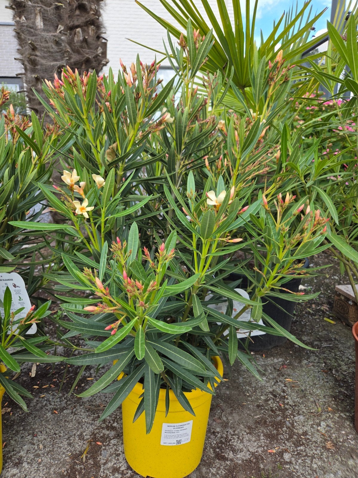 Nerium Oleander, Ophalen