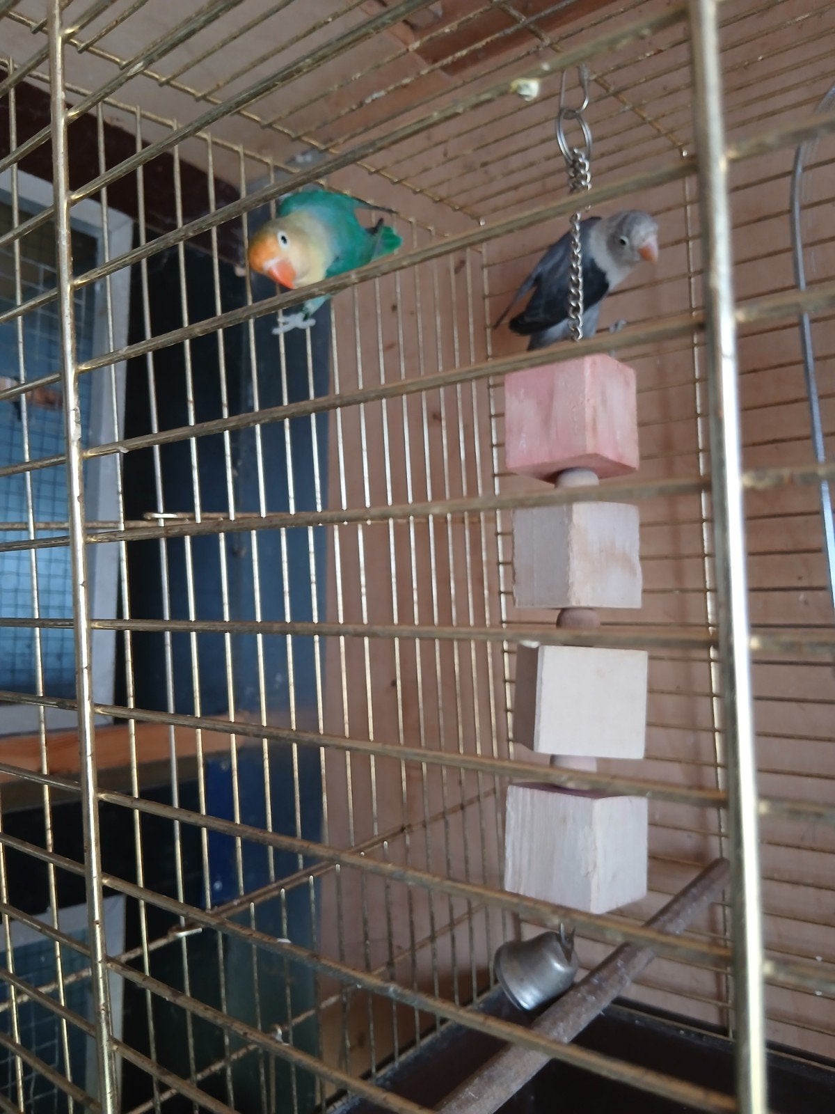 dwerg papegaai, Dieren en Toebehoren, Vogels | Parkieten en Papegaaien, Papegaai