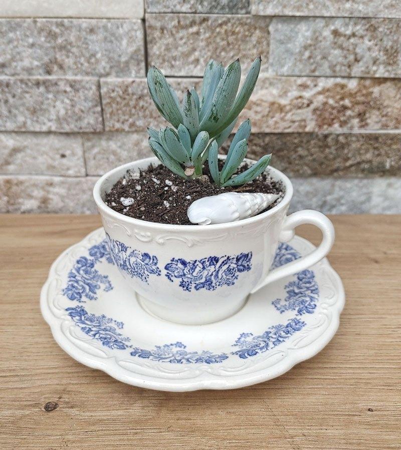 succulent, Huis en Inrichting, Kamerplanten, Vetplant, In pot, Minder dan 100 cm, Groene kamerplant