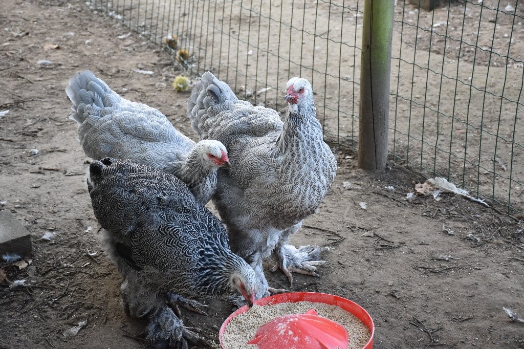 Brahma zilverpatrijs hennen, Plusieurs animaux, Poule ou poulet
