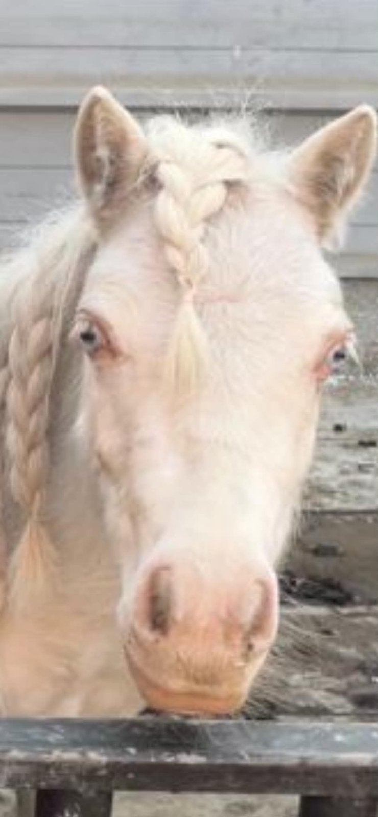 2shets: cremello merrie & Palomino hengst, Animaux & Accessoires, Avec puce électronique, Débourré, Poney de récréation, Poney A (jusqu'à 1.17 m)