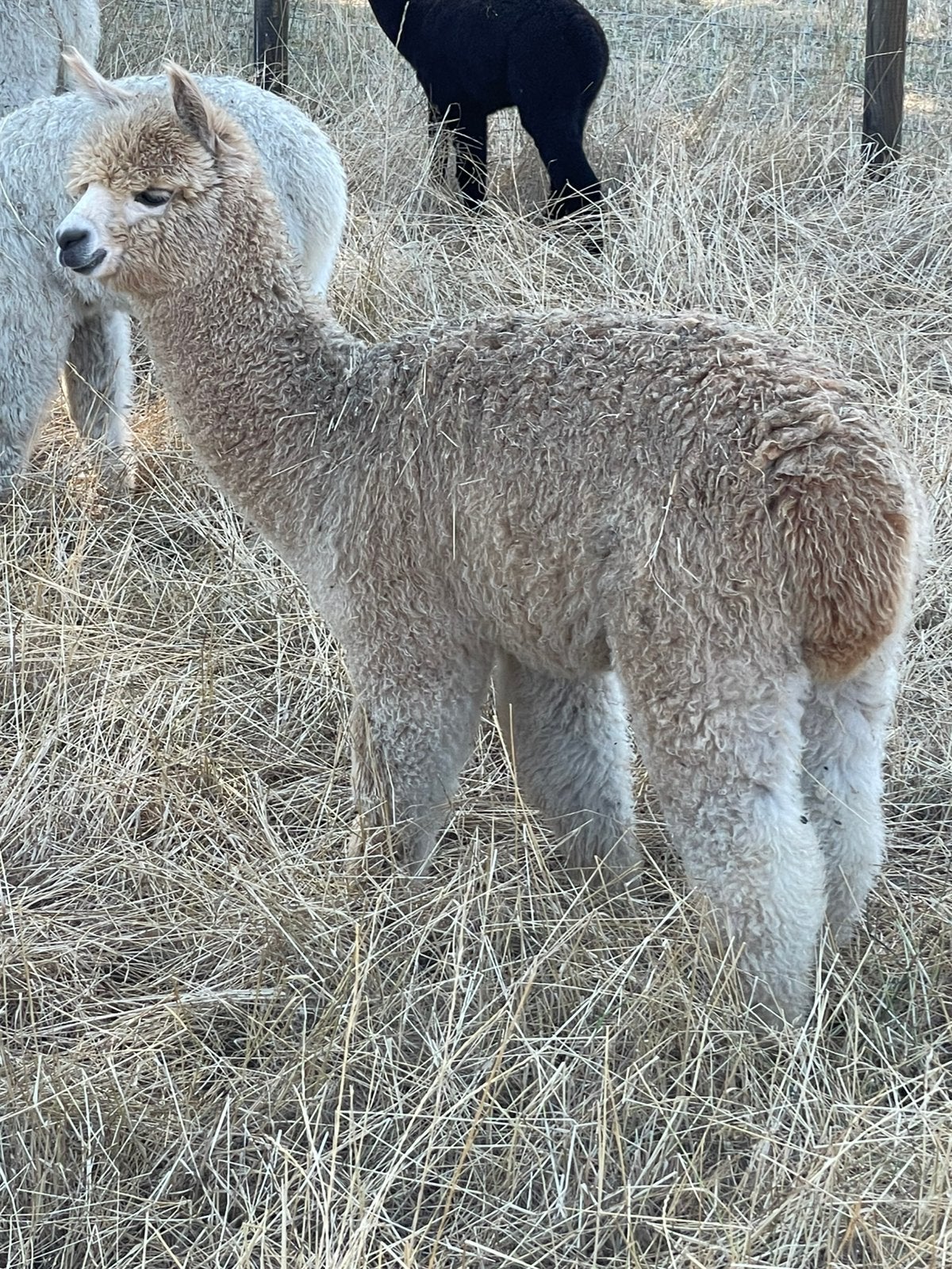 Alpaca hengst fawn, Janvier, Mâle