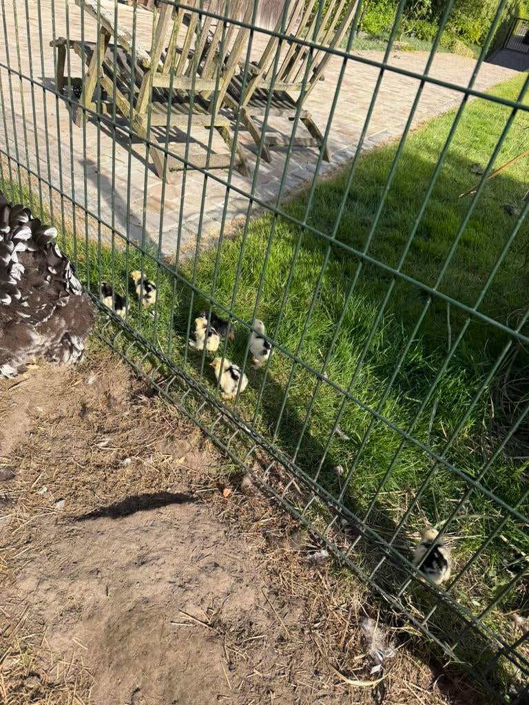 Brahma 1 dags kuikens, Dieren en Toebehoren, Meerdere dieren, Kip