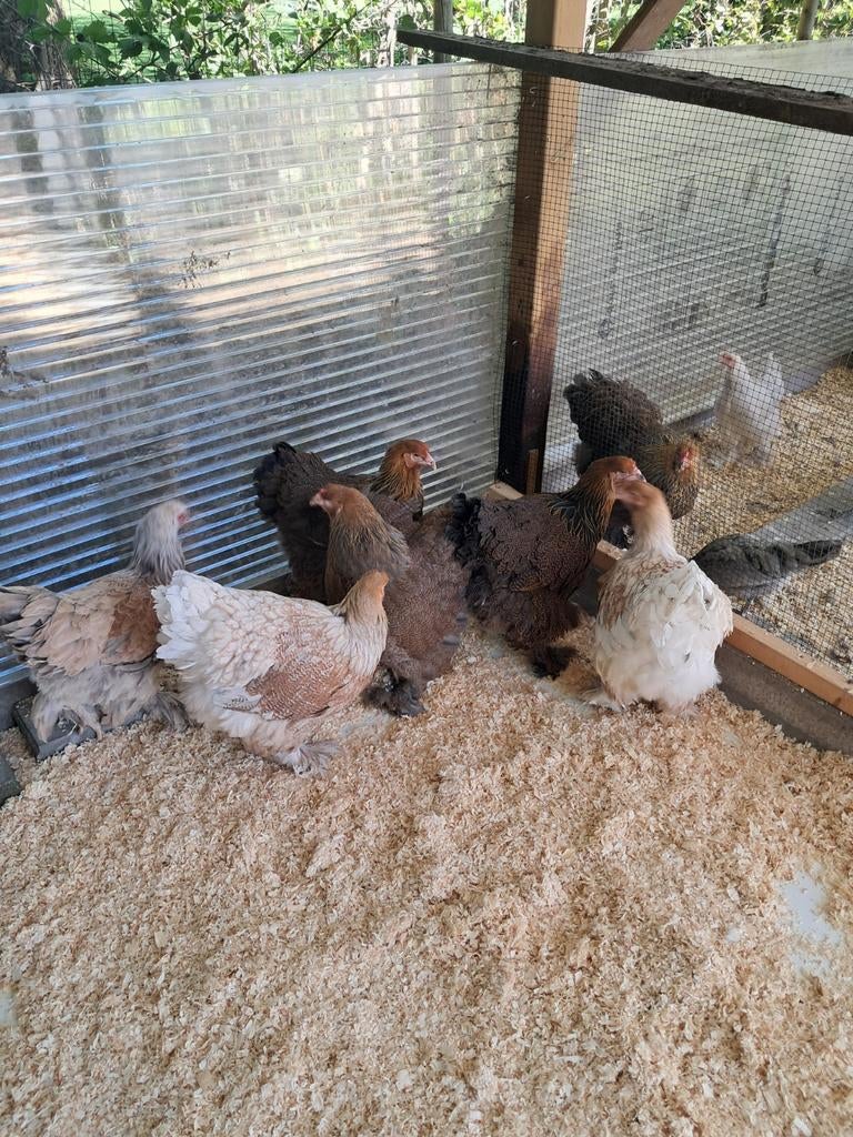 Brahma hennen, Vrouwelijk, Kip