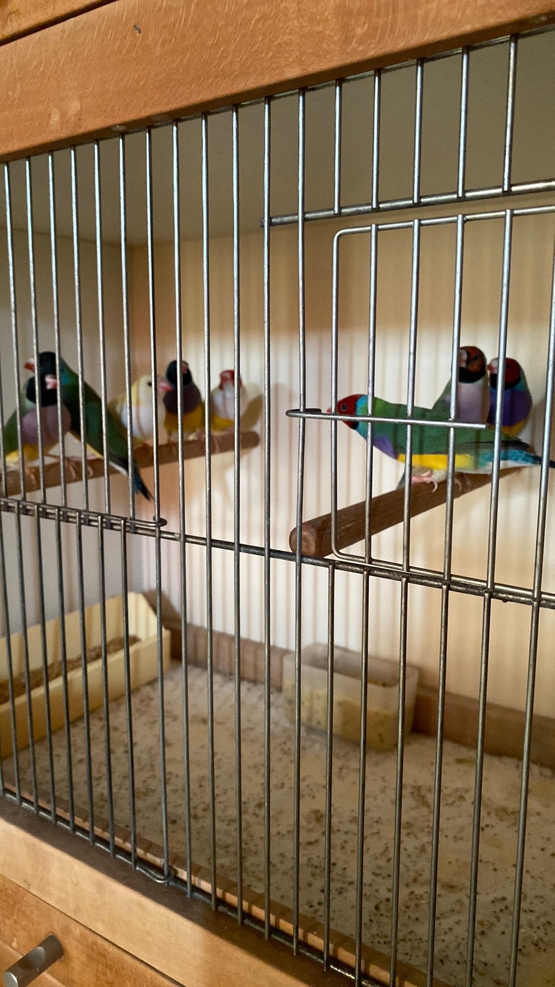 Gouldamadines, Dieren en Toebehoren, Vogels | Overige Vogels, Tropenvogel