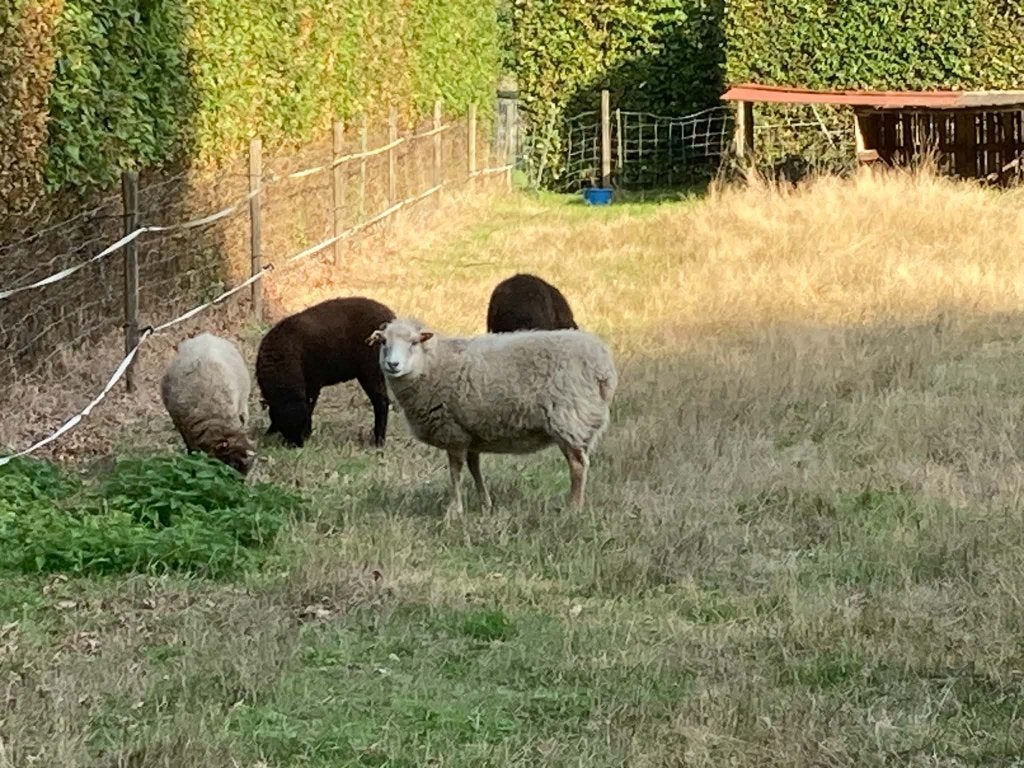 mouton, Femelle, Mouton, 3 à 5 ans
