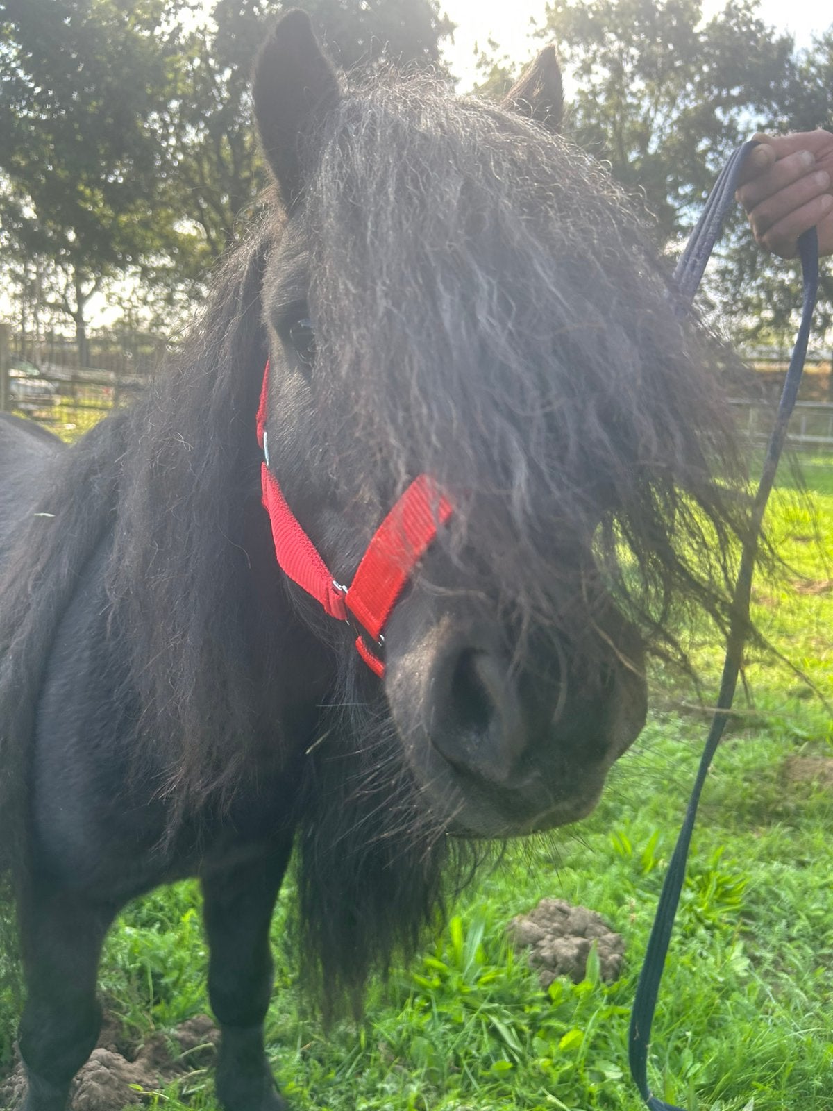 Mini shet hengst, Dieren en Toebehoren, Hengst, A pony (tot 1.17m), 3 tot 6 jaar, Onbeleerd