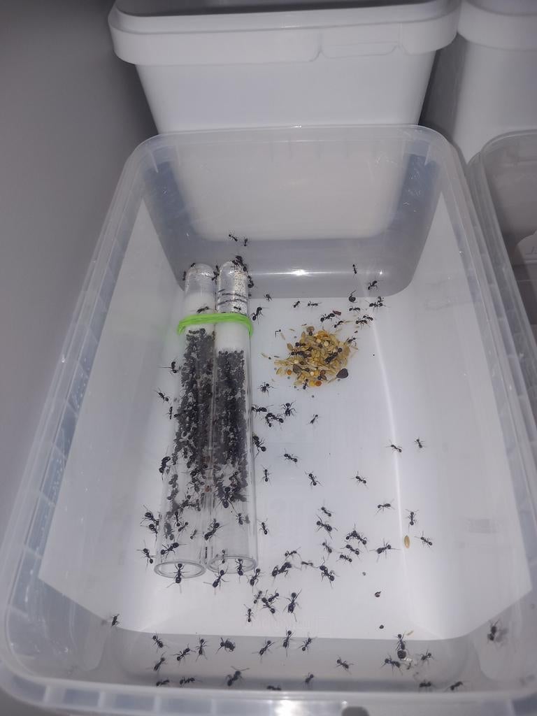 Messor capitatus 1q 300-500w | mieren ants mierenkolonie, Dieren en Toebehoren, Mieren