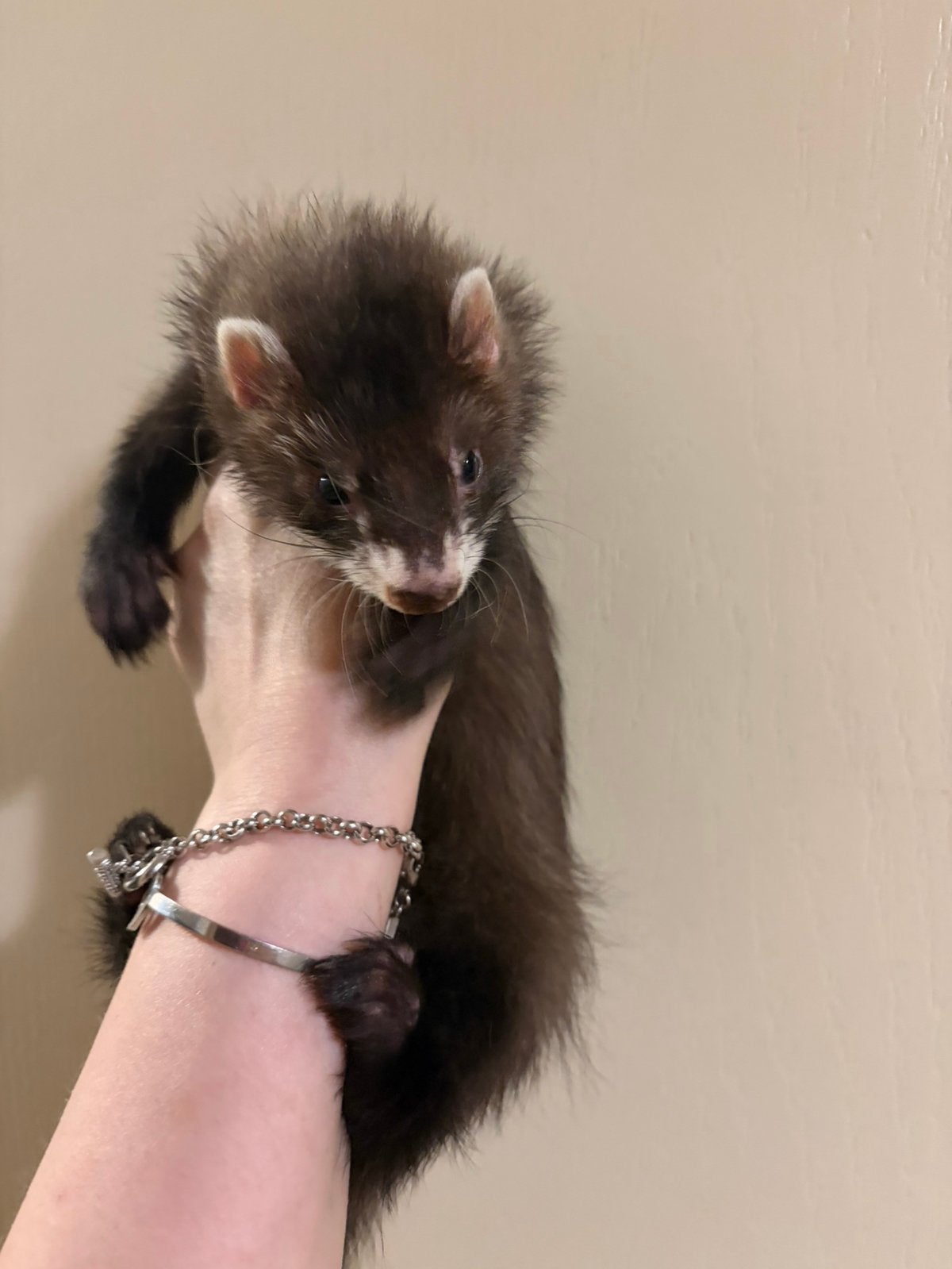 Mooie zwarte stevige vol angora fretten ram pup, Mai, Mâle