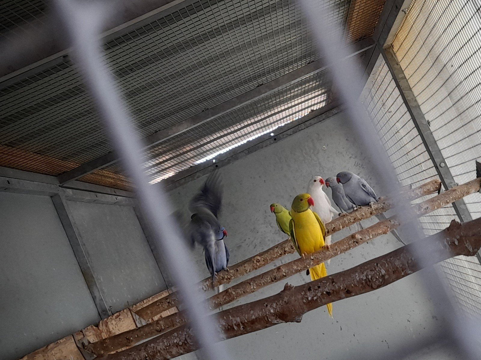 kweekrijpe halsbandparkieten.., Dieren en Toebehoren, Vogels | Parkieten en Papegaaien