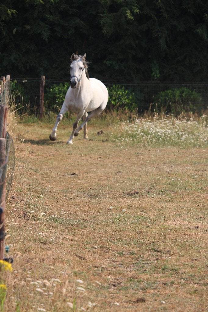 7 jarige merrie D pony 141cm, Dressuurpony, 7 tot 10 jaar, D pony (1.37m tot 1.48m), Merrie