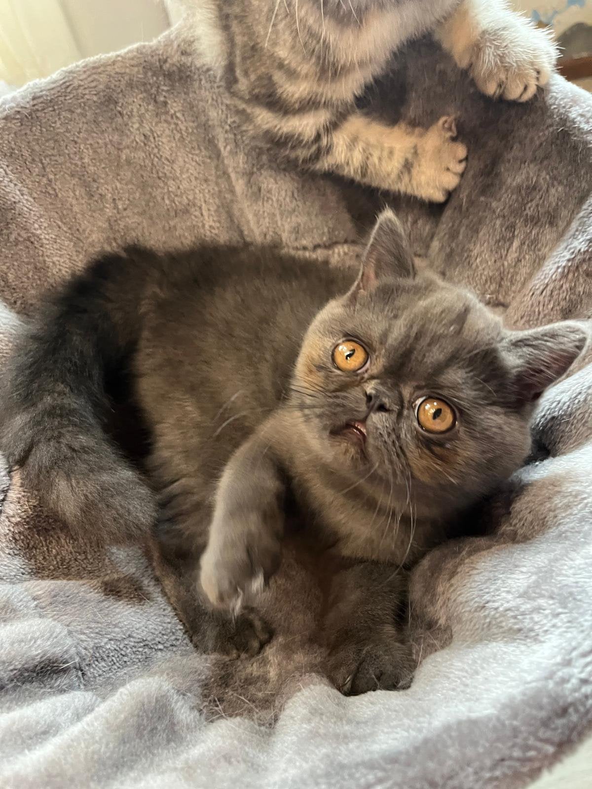 Exotic korthaar kitten, Dieren en Toebehoren, Poes, Met stamboom, 0 tot 2 jaar