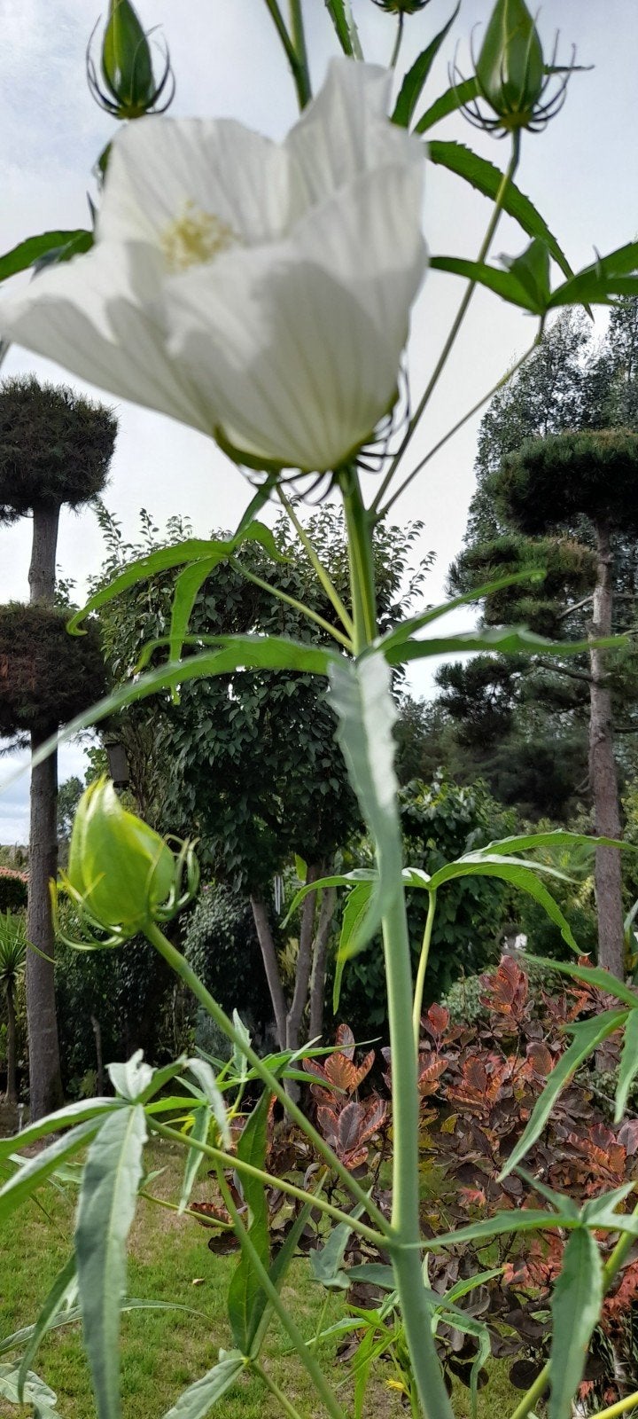 plant, hibiscus coccineus witte bloem, Tuin en Terras, Ophalen