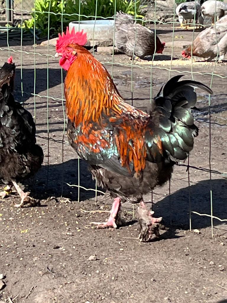 Marans haan, Dieren en Toebehoren, Pluimvee, Mannelijk, Kip