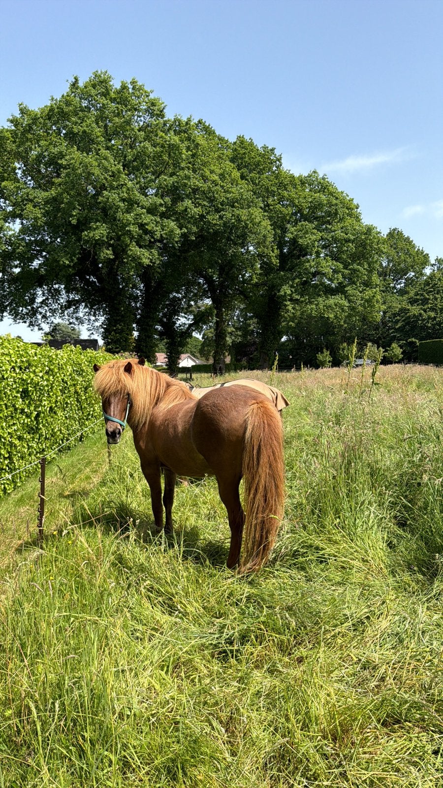 Weide gezocht Zutendaal