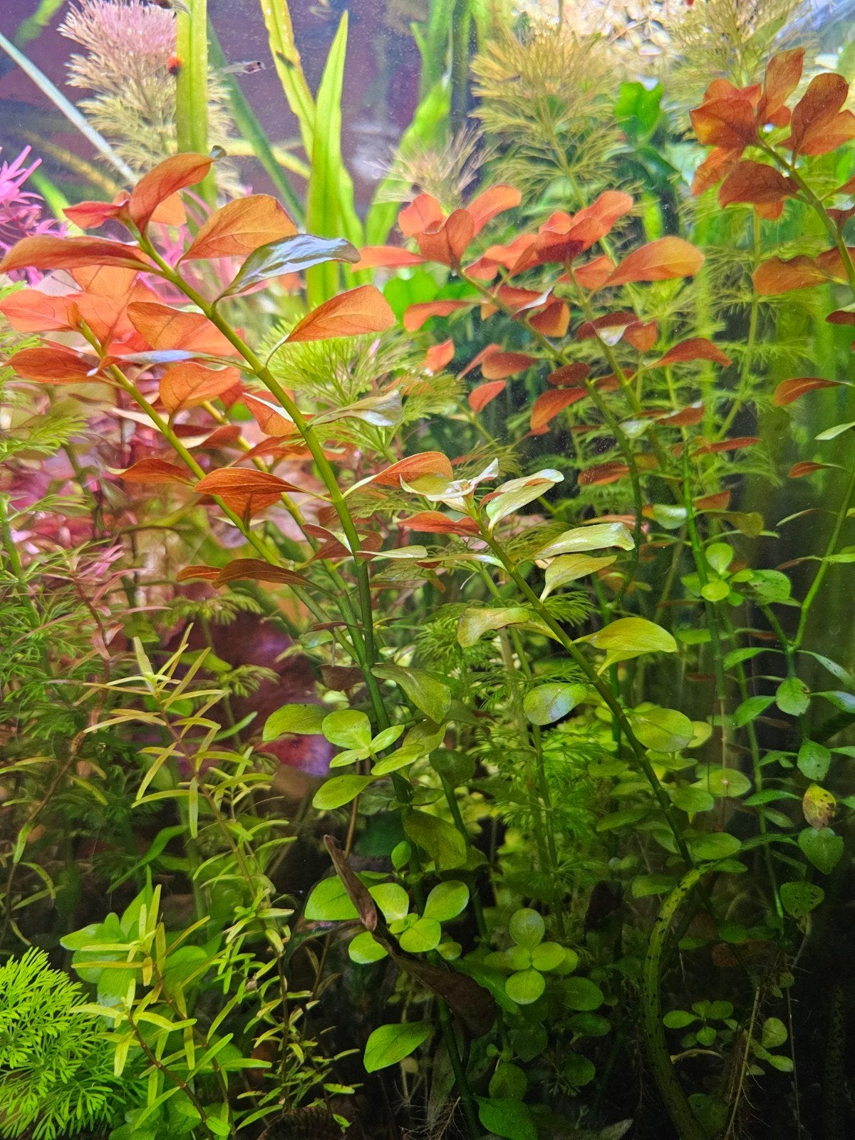 Ludwigia rood, Ophalen, Plant(en), Steen of Hout