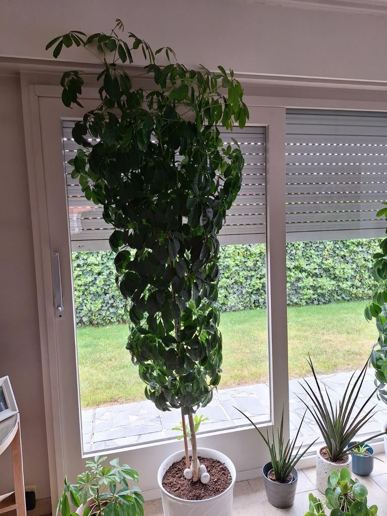 Grote echte kamerplant, 2.10m, Ophalen