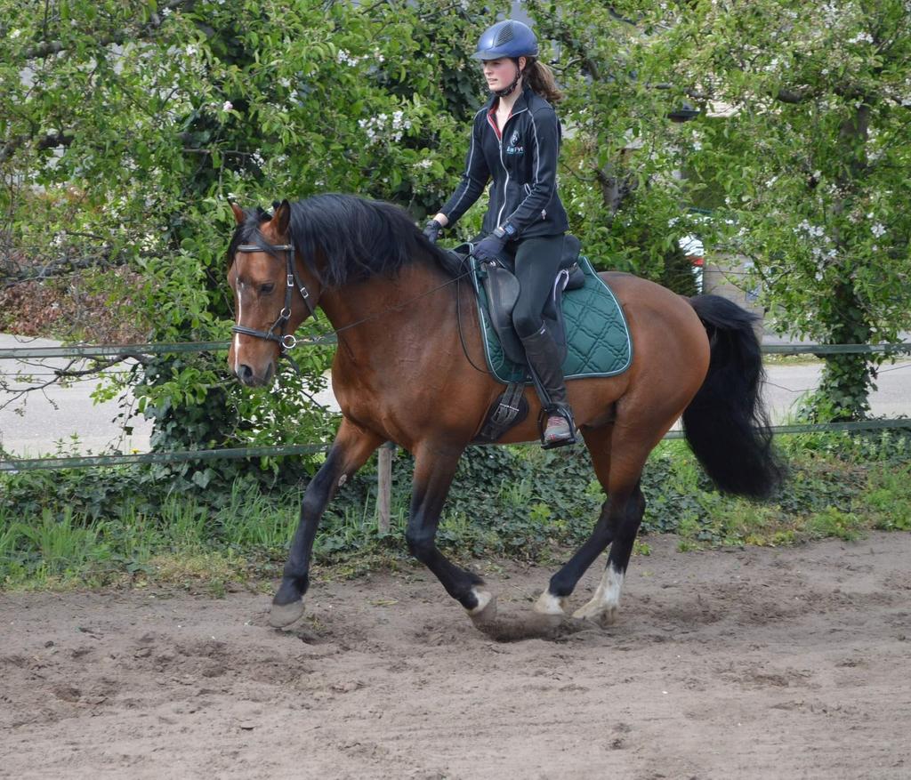 Zadelmak maken, doorrijden, lessen, Dieren en Toebehoren, Ophalen