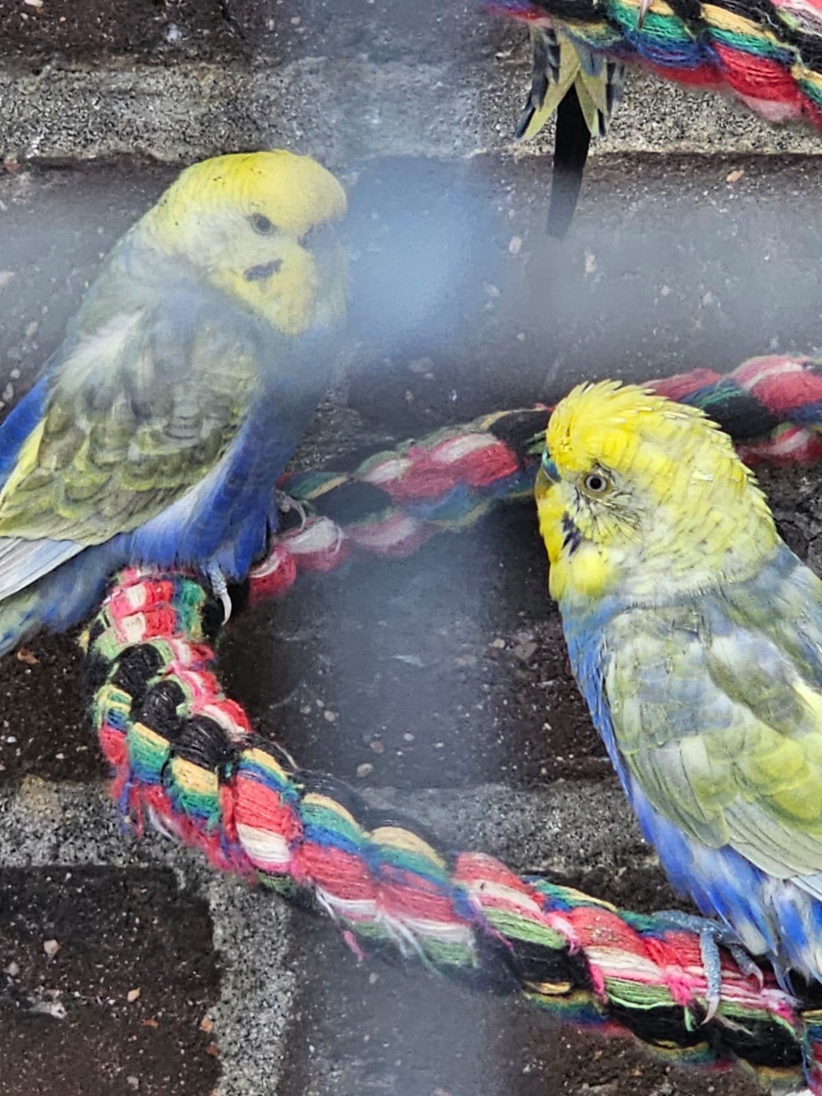 Koppel regenboog grasparkieten