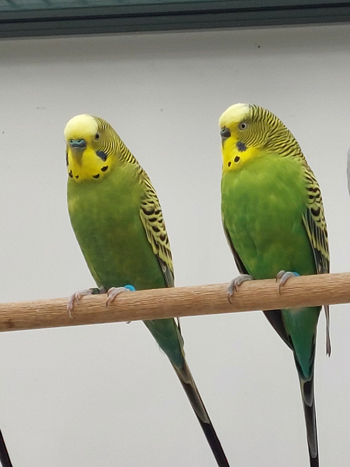 grasparkiet  mannen, Animaux & Accessoires, Mâle, Perruche, Bagué