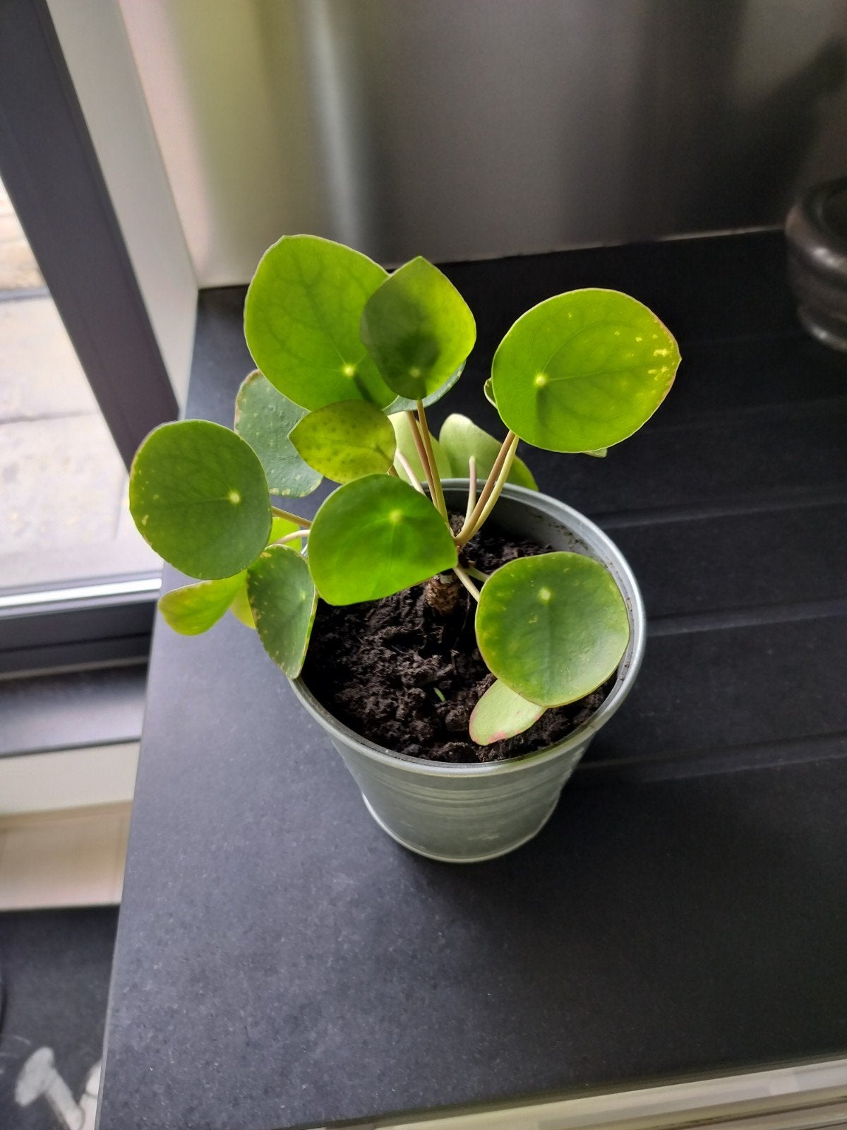 Plante à crêpes dans un pot décoratif, Maison & Meubles, Enlèvement