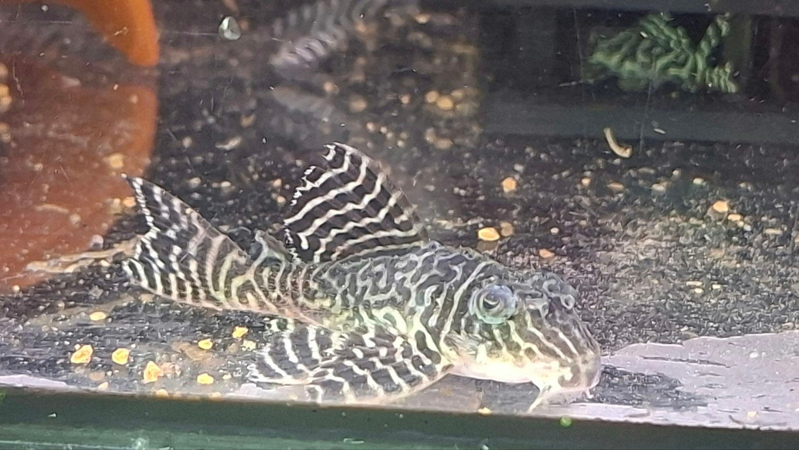 L066 pleco