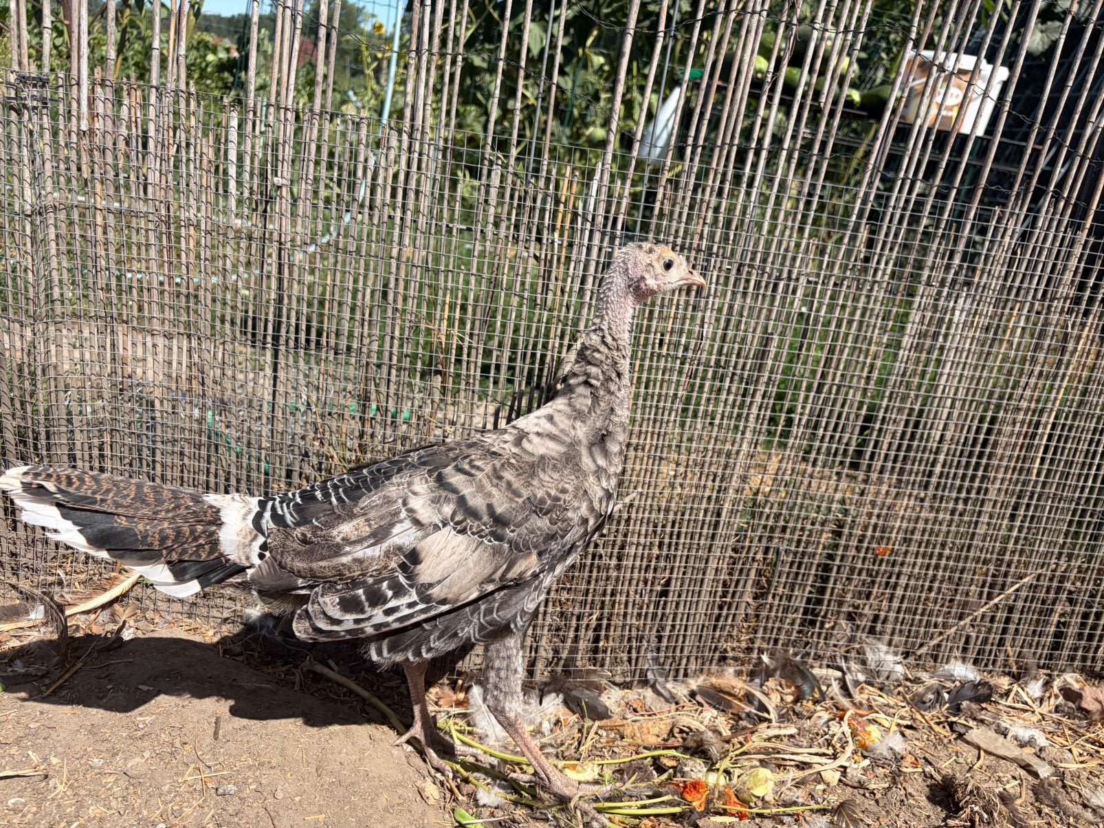 Kalkoen kuiken, Dieren en Toebehoren, Mannelijk, Kalkoen