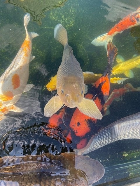 Japanse koi, Dieren en Toebehoren, Karper of Koi