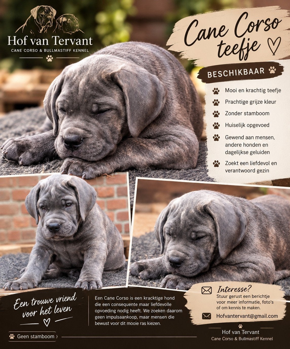 Cane Corso pour femme, Maladie de Carré (chiens), Chienne, Belgique, 8 à 15 semaines