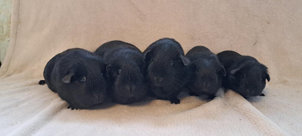 Fokgroep zwarte gladhaar cavia's, Dieren en Toebehoren, Knaagdieren, Maart, Meerdere dieren, Cavia