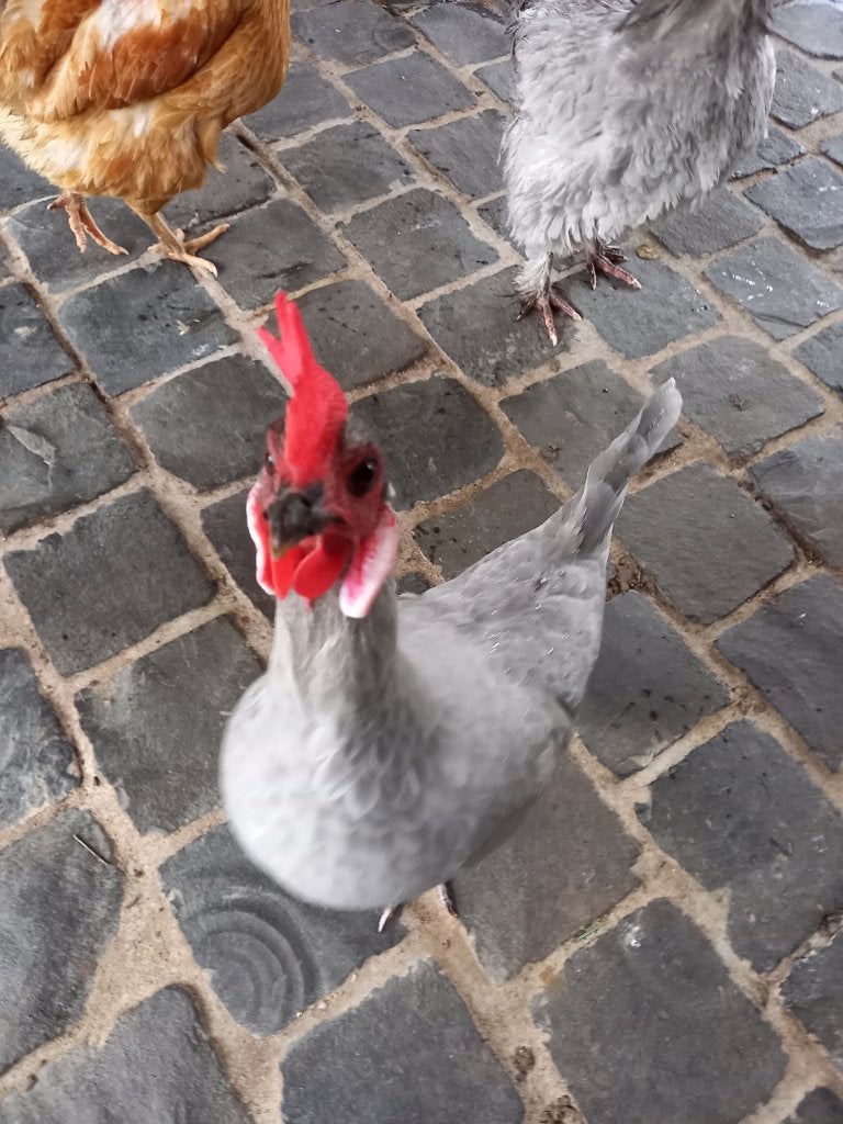Spullen gezocht voor kippenopvang, Dieren en Toebehoren, Pluimvee