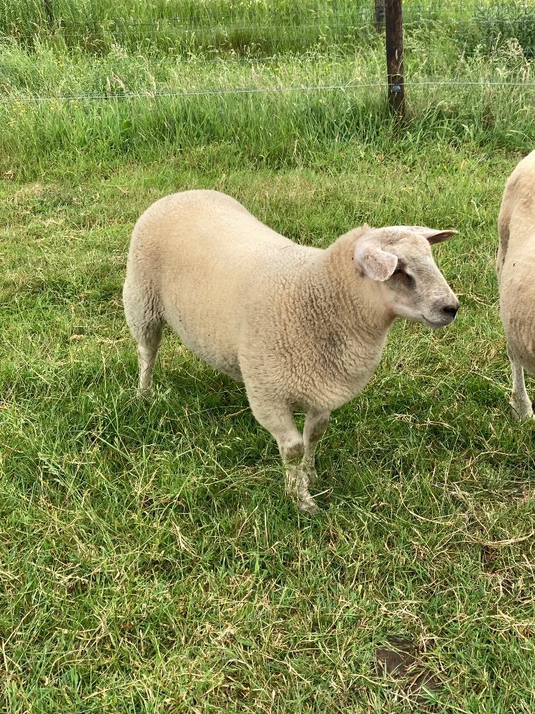 Schapen, Dieren en Toebehoren, Schapen, Geiten en Varkens, Mannelijk, Schaap, 0 tot 2 jaar